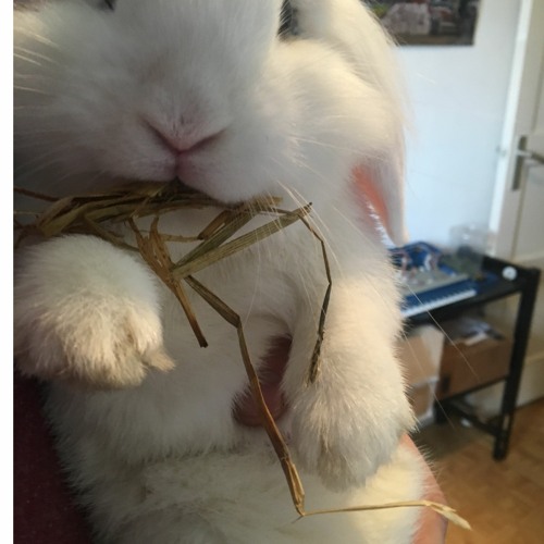 Mathew jonson Marionette (D.D triple 101 remake)