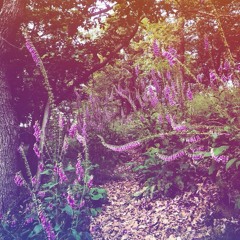 Rudi @ Wild Wood 2 in der Eifel 23.06.24