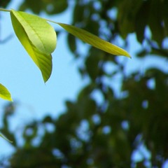 3. Adventssonntag: Das Herz in Jesus Christus bewahren