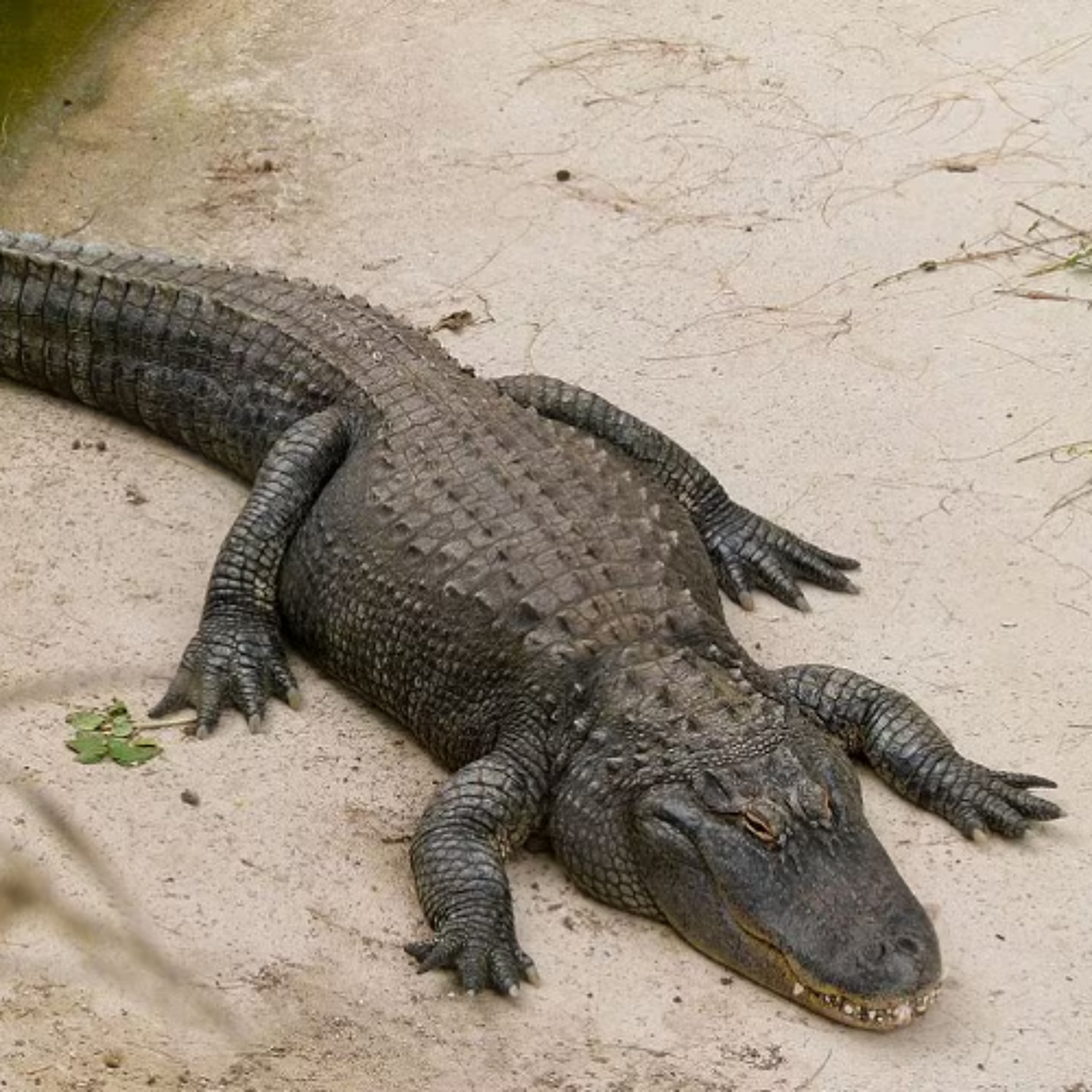 Episode 898 episode artwork