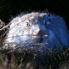 Bleaklow