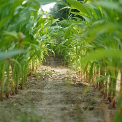 071020 Dreport: Towards Definitions of Indigena and Chicana Membership