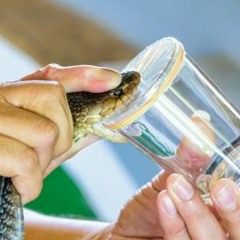 Could snake venom contain antibiotics?