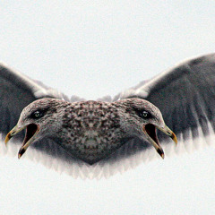 Raucous morning Kwela