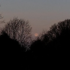 Dawn Chorus Ireland ~ March Worm Moon