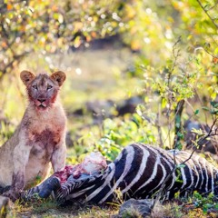 Wrong move -ft 215bhundo