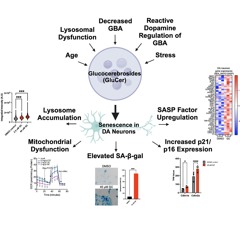 Lipid Accumulation Drives Cellular Senescence in Dopaminergic Neurons