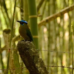 Nerio Guevara - Poporo Sagrado