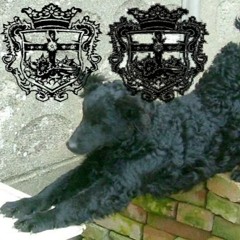 want u rot w jirachi