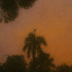(free) beat "dimmed palms" – draft_003