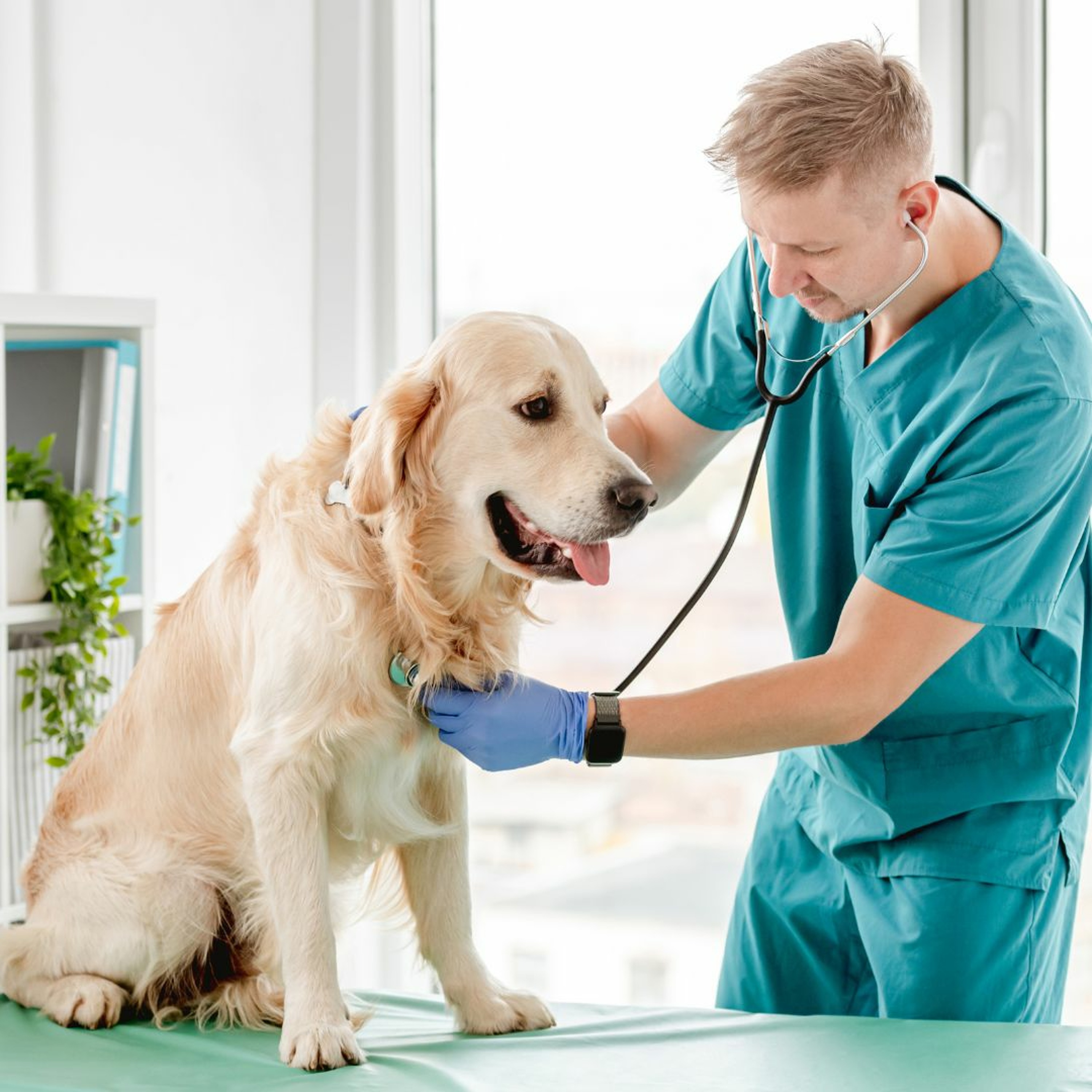 VetConsult: Access Veterinary Clinical Answers Anytime, Anywhere