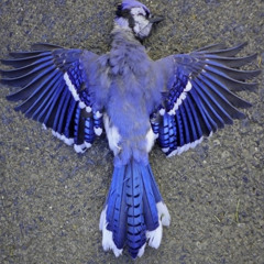 †𖤍Distorted Reality𖤍†