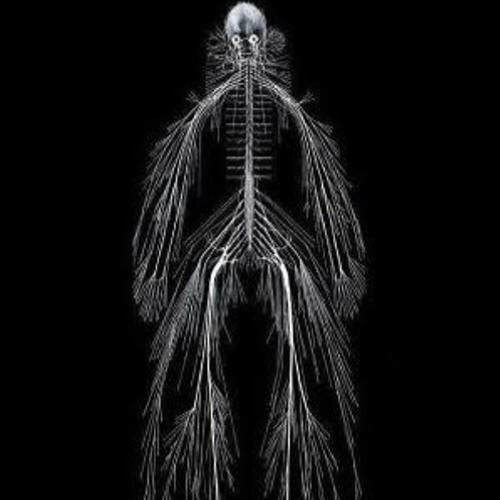 Latest works of A.N.S - The Audio Nervous System
