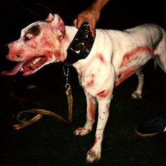 Young Wally - D.O.G .S.H.I.T Ft Daeton Altacho (Prod By Jpbeatz)