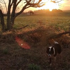 The Sun Light (free download)