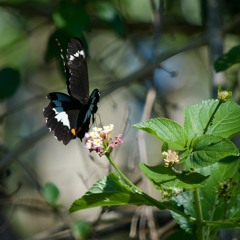 Pulled The Trigger (prod. Dragos Marcus)