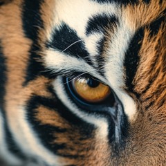 Ojo del Tigre
