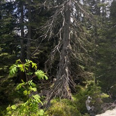 becoming an elder