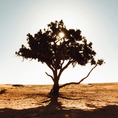 it's early morning, you are walking in a warm desert