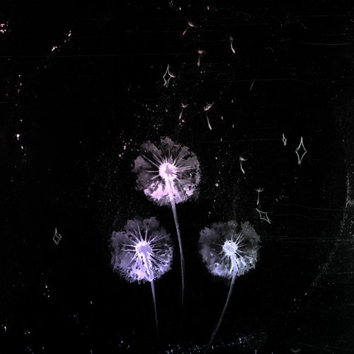 dandelion