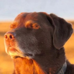 Scroinkly foinkly beat