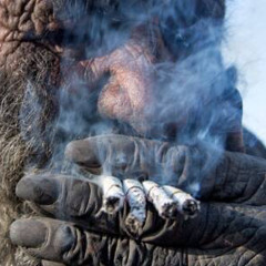SMOKE MY