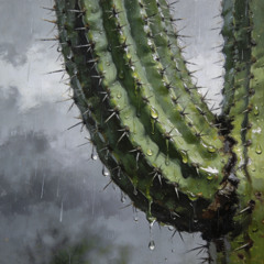 Cactus in the Rain