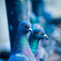 Karan Khan - Kaarona -  (Official) - Ahang - 4K(Video) Ghazal پښتو غزل (کارونه)