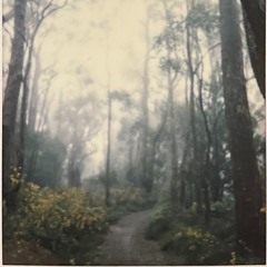 Dawn Chorus, 2022, Amber Cronin (Single Channel Sound Work, 10:20)