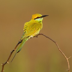 Green Bee-eater (Merops orientalis)