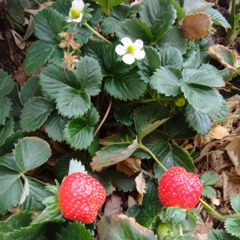 Waiting For Christmas (NEW)