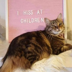 Another Noise Show (draft)