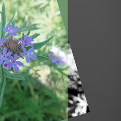 The Sicilian Clan - Naked City