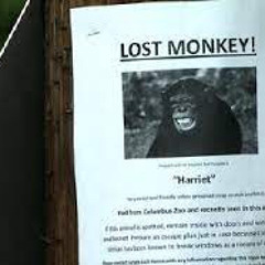 Goodbye monkey