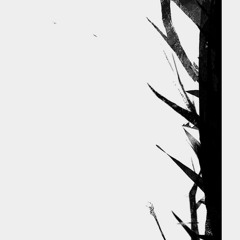 Thorn Bush(Mecca &Boni)