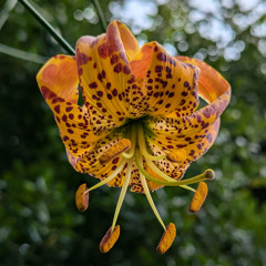 Hozier - Son of Nyx (BOUNDGREEF Remix)