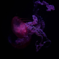 JELLYFISH