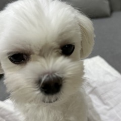 찌니 Playlist