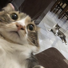 Cookie (w/ pxzvc)