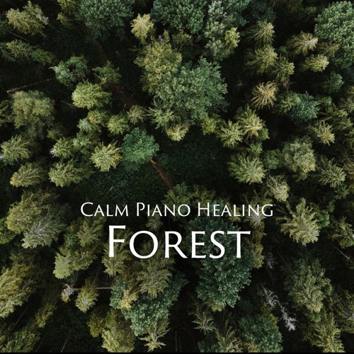 in the quiet forest