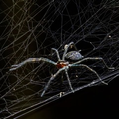 Empty Web