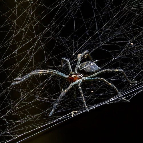 Empty Web