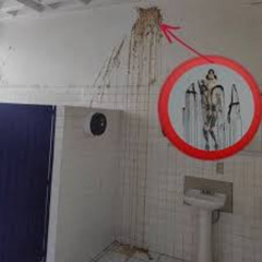 Comer mierda todo el dia