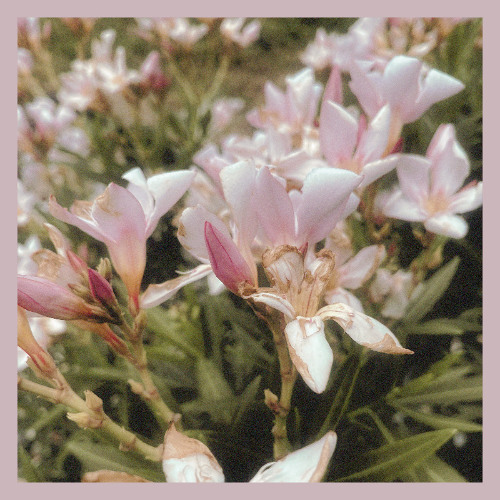 Bloom (Prod. graydawn)