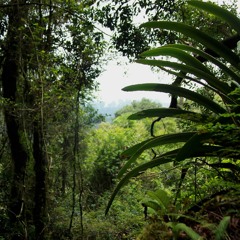 Generative forest