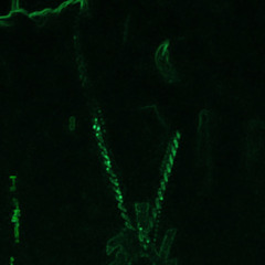 Lilfye HoodTrap demon walk back down .m4a