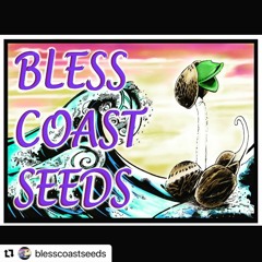 Bless Coast Seeds - NW47 02/18/24