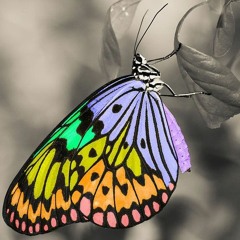 Butterfliege