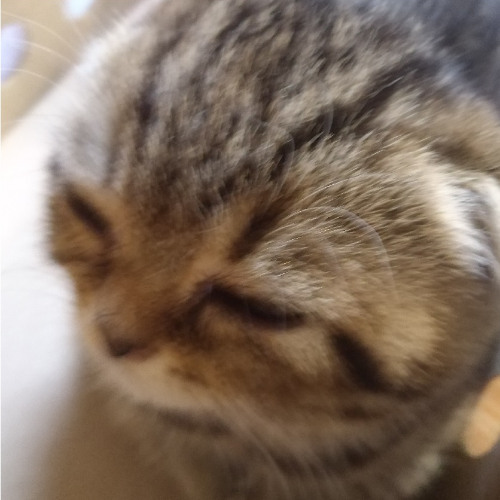 15 It'll be Fine [Archie The Cat Album]