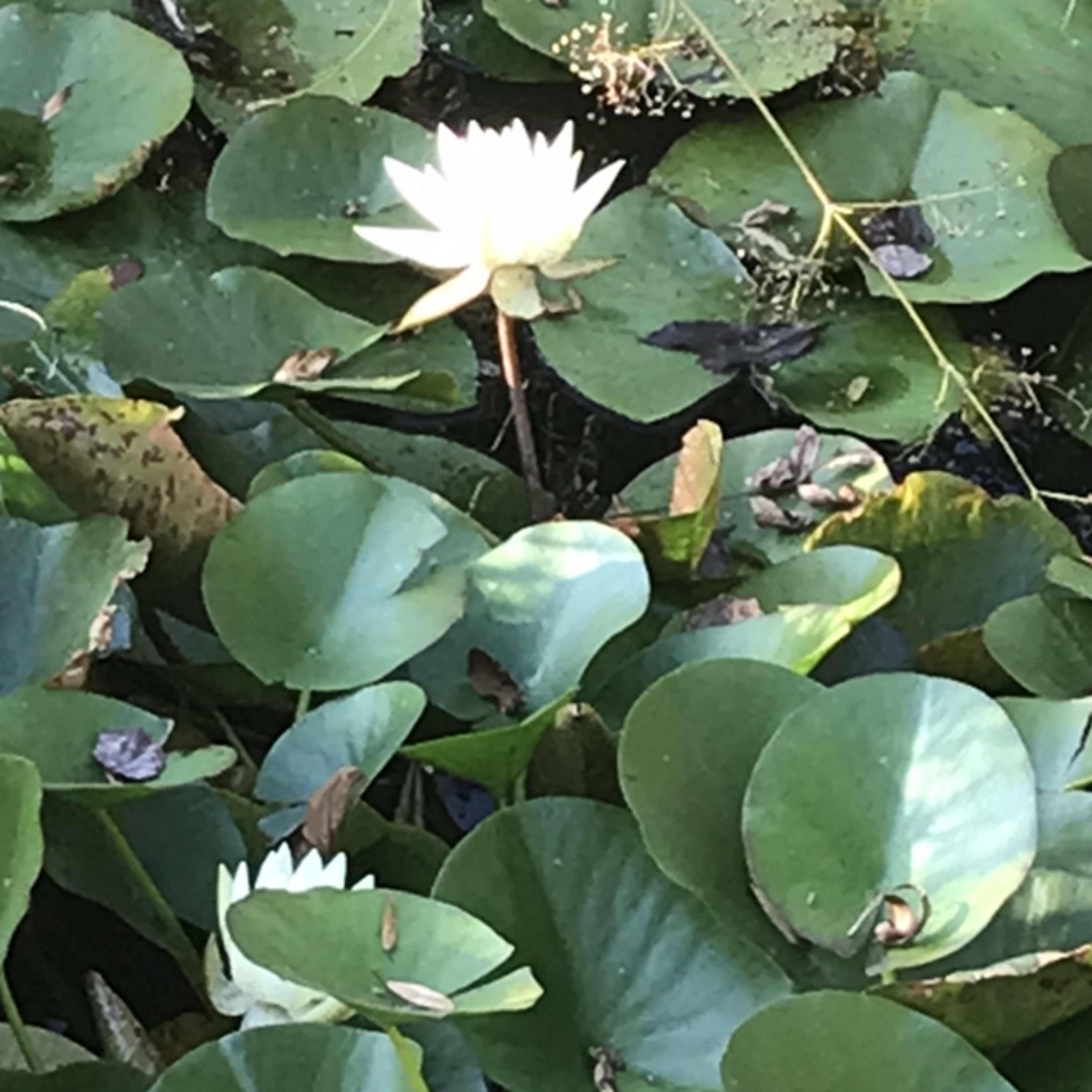 A Child of Light thumbnail